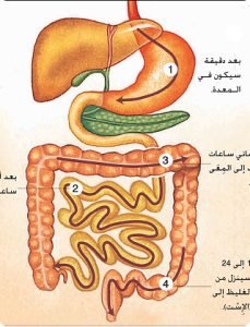 الجهاز الهضمي  الصف 5 علم الاحياء