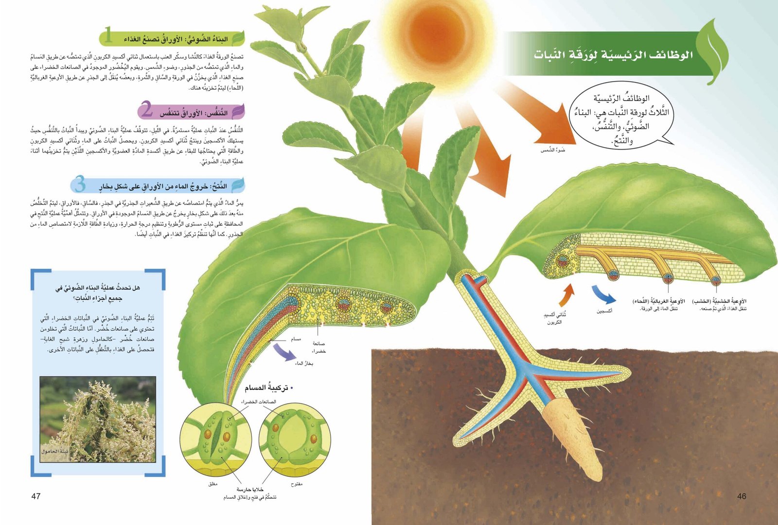 صفحتين من كتاب النباتات