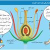 اعضاء الاخصاب عند النبات