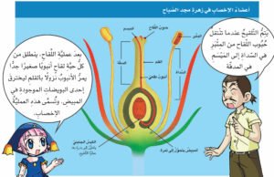 اعضاء الاخصاب عند النبات