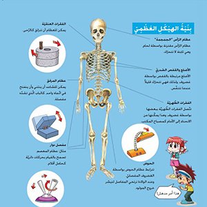بنية الهيكل العظمي للانسان