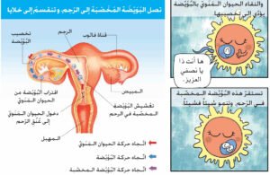 انتقال البويضة