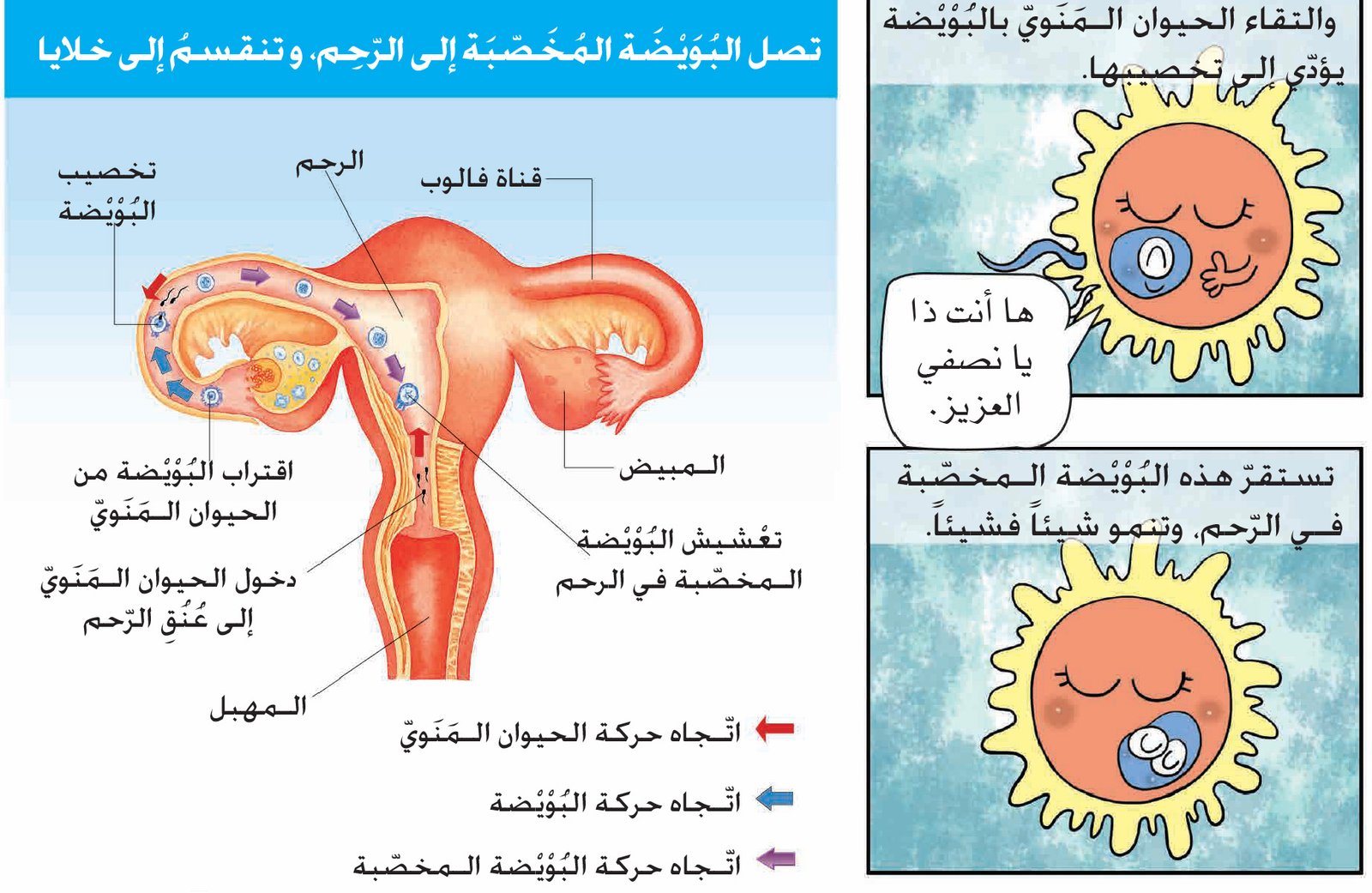 انتقال البويضة