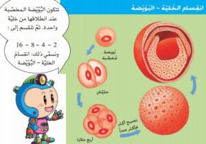 انقسام البويضة