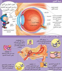حاسة الابصار و السمع