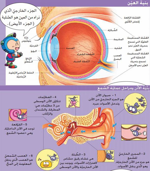 حاسة الابصار و السمع
