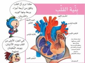 الدورة الدموية