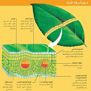 تركيبة الورقة