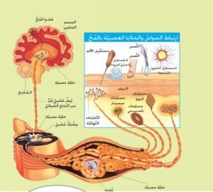 الخلية العصبية